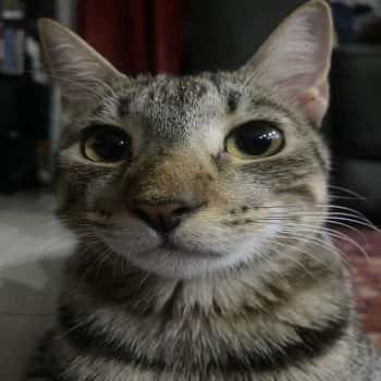 Placeholder image of my cat Louis